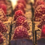 Raspberry Chocolate Truffle Bites