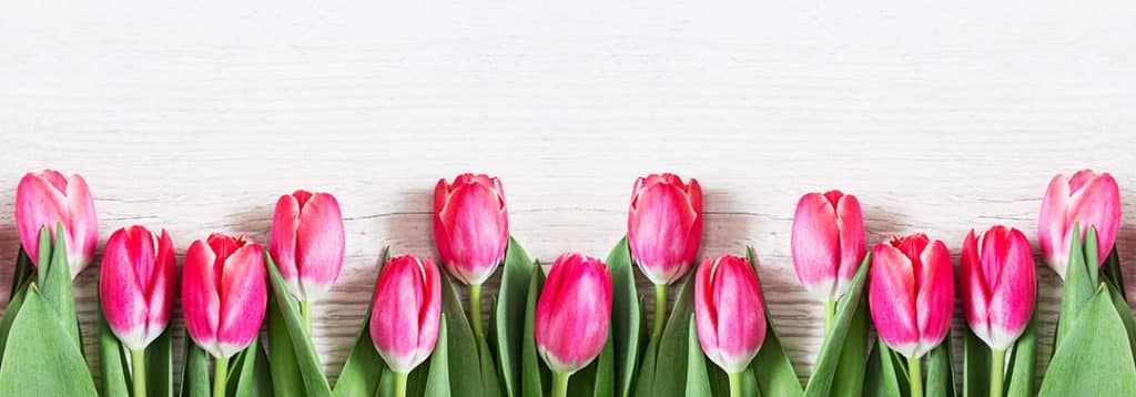 Flowers panoramic border of beautiful pink tulips on wooden background. Greeting card with tulips for Mothers day or Easter. Spring flowers concept.